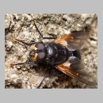 Mesembrina meridiana - Rinderfliege 10.jpg